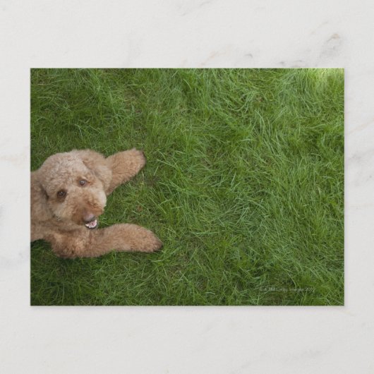 Standardpoodle 2 postkarte (Vorderseite)