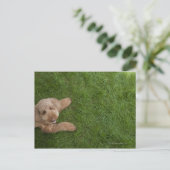 Standardpoodle 2 postkarte (Stehend Vorderseite)