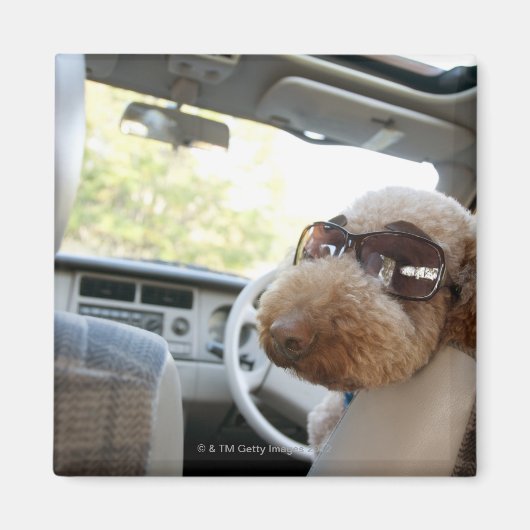 Standardpoodle 3 magnet (Vorne)