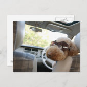 Standardpoodle 3 postkarte (Vorne/Hinten)