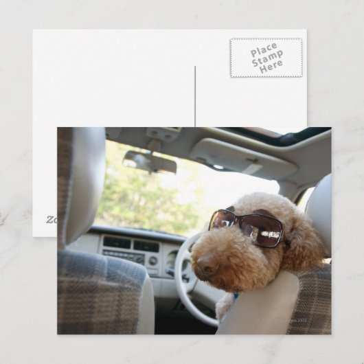 Standardpoodle 3 postkarte (Vorne/Hinten)