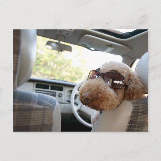 Standardpoodle 3 postkarte (Vorderseite)