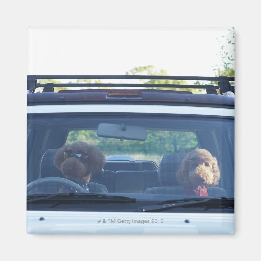 Standardpoodle 4 magnet (Vorne)