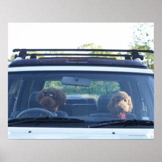 Standardpoodle 4 poster