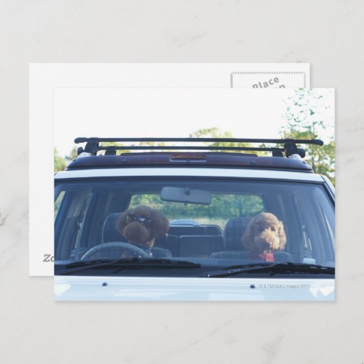 Standardpoodle 4 postkarte (Vorne/Hinten)
