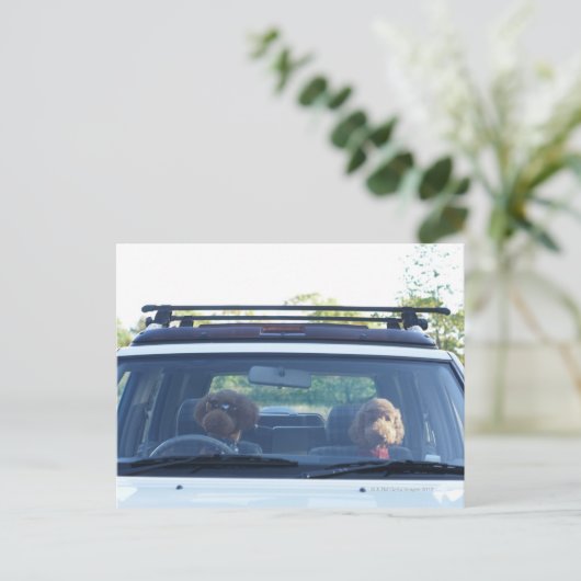 Standardpoodle 4 postkarte (Stehend Vorderseite)