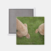 Standardpoodle Magnet (Vorderseite/Rückseite)