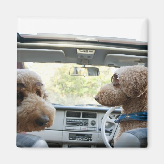 Standardpoodle Magnet (Vorne)