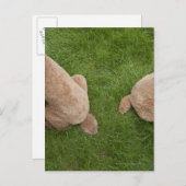 Standardpoodle Postkarte (Vorne/Hinten)