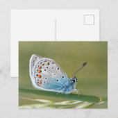Standardpostkarte Postkarte (Vorne/Hinten)