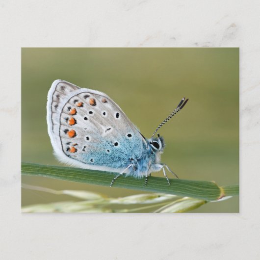 Standardpostkarte Postkarte (Vorderseite)