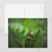 Standardpostkarte Postkarte (Vorne/Hinten)