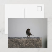 Standardpostkarte Postkarte (Vorne/Hinten)