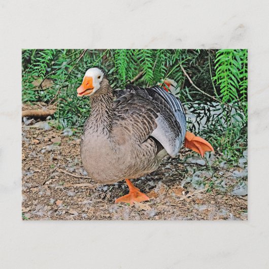 Standardpostkarte Postkarte (Vorderseite)