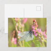 Standardpostkarte Postkarte (Vorne/Hinten)