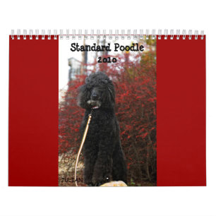 Standardpudel 2010 kalender