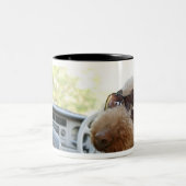 Standardpudel 3 zweifarbige tasse (Mittel)