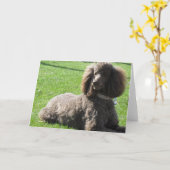 Standardpudel-Gruß-Karte Karte (Gelbe Blume)