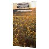 Ständer von Balsamroot-Wildblumen Klemmbrett (Links)