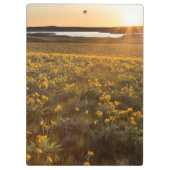 Ständer von Balsamroot-Wildblumen Klemmbrett (Rückseite)