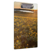 Ständer von Balsamroot-Wildblumen Klemmbrett (Rechts)