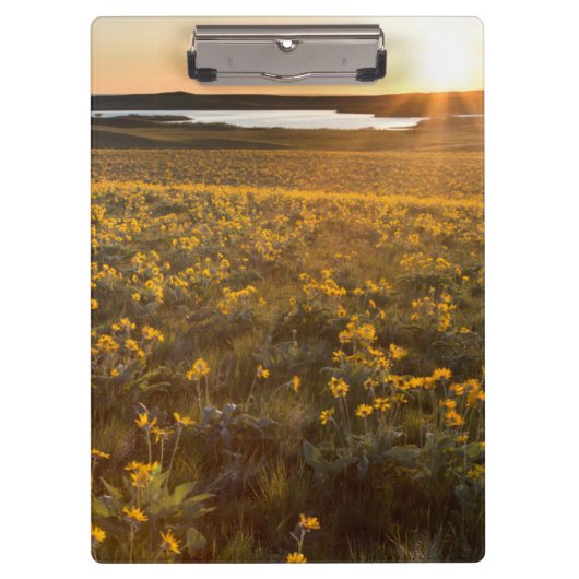 Ständer von Balsamroot-Wildblumen Klemmbrett (Vorderseite)
