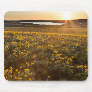 Ständer von Balsamroot-Wildblumen Mousepad