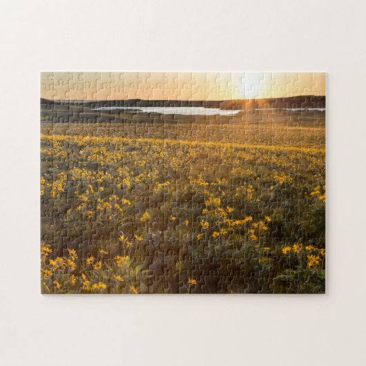 Ständer von Balsamroot-Wildblumen Puzzle (Horizontal)