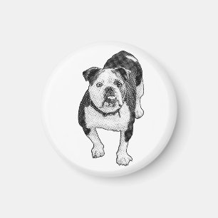 Standhafter Blick, Bulldogge Punkt Magnet