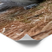 Standing Squirrel Poster (Ecke)