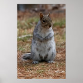 Standing Squirrel Poster (Vorne)