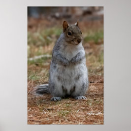 Standing Squirrel Poster