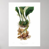 Stanhopea devoniensis poster (Vorne)