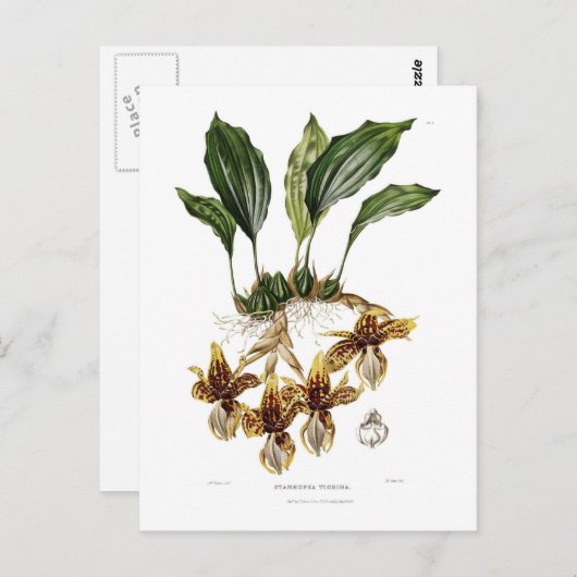 Stanhopea tigrina postkarte (Vorne/Hinten)