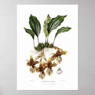 Stanhopea tigrina von Augusta Innes Withers. Poster