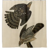 Stanley (Cooper's) Hawk Audubons Vögel von Amerika Duschvorhang (Vorderseite)