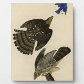 Stanley (Cooper's) Hawk Audubons Vögel von Amerika Fotoplatte (Vorderseite)