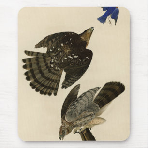Stanley (Cooper's) Hawk Audubons Vögel von Amerika Mousepad