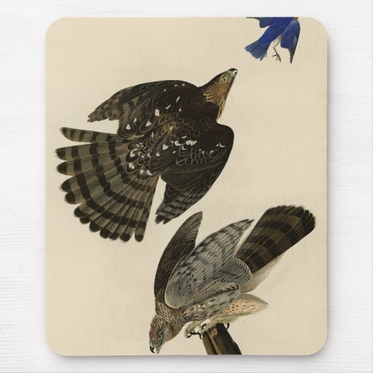 Stanley (Cooper's) Hawk Audubons Vögel von Amerika Mousepad (Vorne)