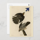 Stanley (Cooper's) Hawk Audubons Vögel von Amerika Postkarte (Vorne/Hinten)