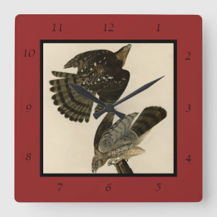 Stanley (Cooper's) Hawk Audubons Vögel von Amerika Quadratische Wanduhr