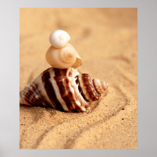 Stapel Hübscher Conch-Muscheln Poster (Vorne)