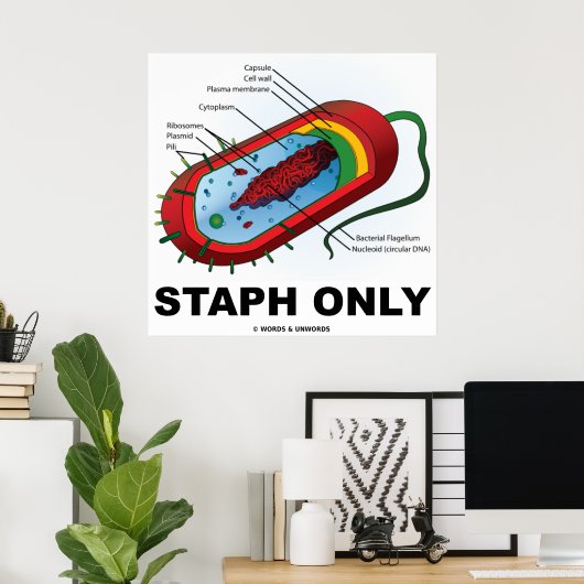 Staph nur (Bacteria Prokaryote) Poster (Heimbüro)