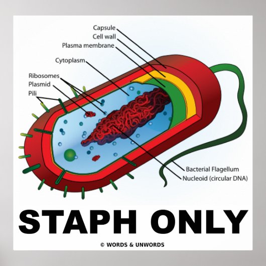 Staph nur (Bacteria Prokaryote) Poster (Vorne)