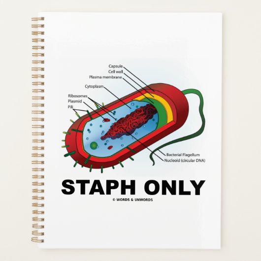 Staph nur Bakteriendiagramm Prokaryote Bakterien Planer (Vorderseite)