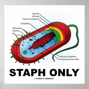 Staph nur (Bakteriendiagramm Prokaryote Bakterien) Poster