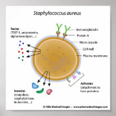 Staphylococcus aureus bakterienbeschriftetes Diagr Poster (Vorne)