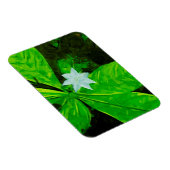 Star Blume eine weiße Wildblume Abstrakt Magnet (Rechte Seite)