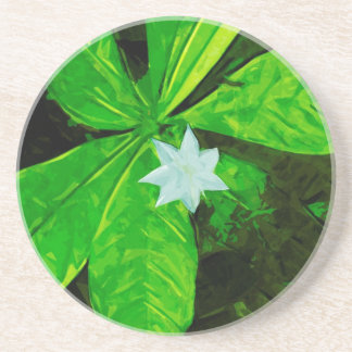 Star Blume eine weiße Wildblume Abstrakt Sandstein Untersetzer