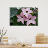 Star Blume Nicotania Poster (Küche)